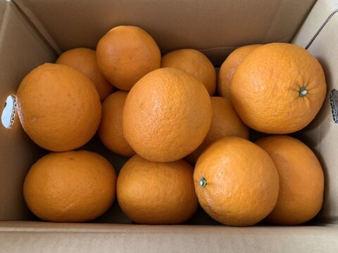 紅くまろやかな甘夏【木取り無選果】紅甘夏（５ｋｇ）