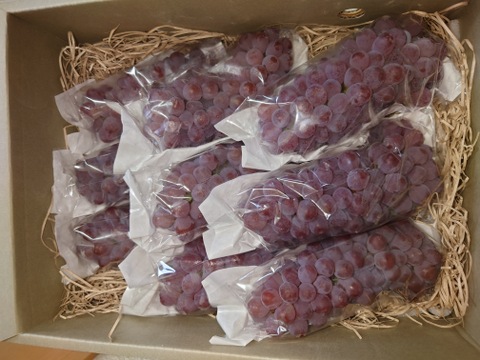 甘さ弾ける！『デラウェア』1.5kg×２箱セット【お中元】【予約販売】