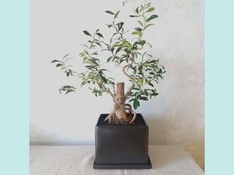 【ギフトにも◎】南アルプスのオリーブ盆栽　エルグレコ  (PS222)