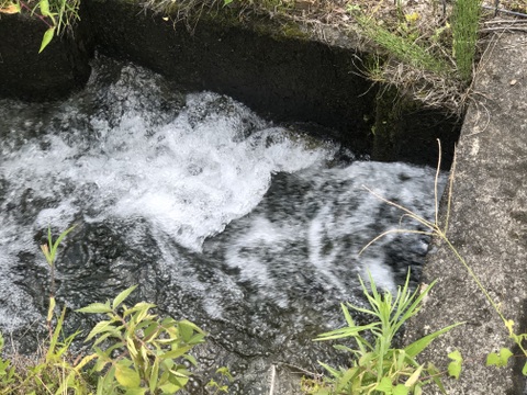奥養老産コシヒカリ5kg【令和6年産】