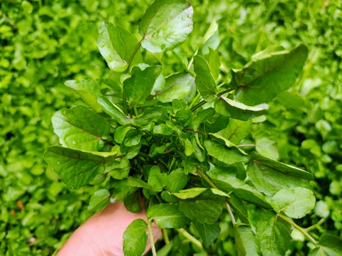 妙高の自然が育てた貴重な自生クレソン 100グラム