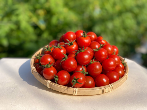 お得★濃厚完熟ミニトマト★3Kｇ(＋200ｇ増量中)　熊本県産　今朝採り新鮮　完熟トマト