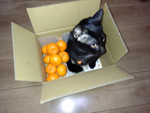 【食べチョクで１番売れてるみかんです！】夕やけみかん（3㎏）×２箱　小玉（圧倒的人気のみかんです！）