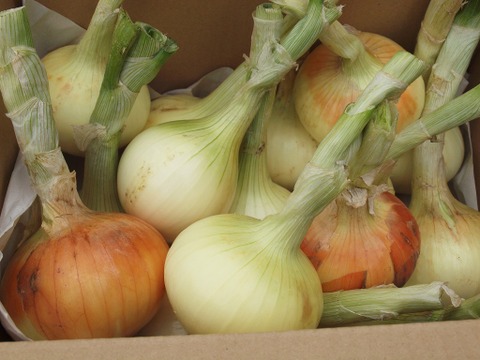 自然農法の白玉ねぎ５ｋｇ