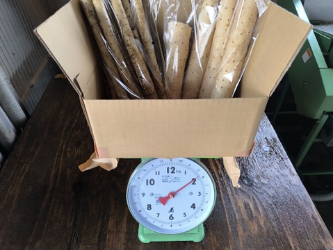 【使い切りセット】洗いネバリスター1kg＆洗いごぼう500g｜とろろ・きんぴらに