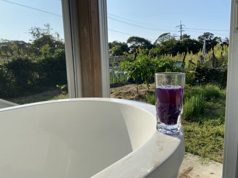 九州佐賀県産七つの島　食す美容『高島の紫宝その壱』原料アヤムラサキ２Kg