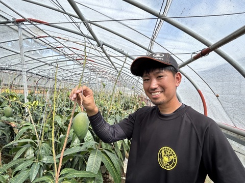 【ご家庭用】沖縄県産キーツマンゴー1kg（1-2玉）