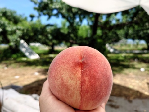 ジューシーで甘い【白鳳🍑朝採りもも】　３キロいよいよ始まります