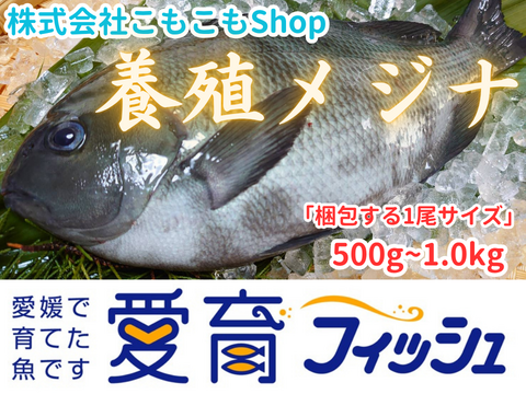 お試し！『養殖メジナ2尾入/箱』神経締め付