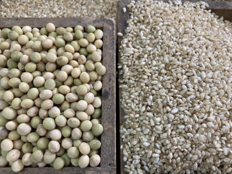 玄米糀手作り味噌仕込みセット（塩無し）　仕上がり3kg  農薬化学肥料不使用栽培
