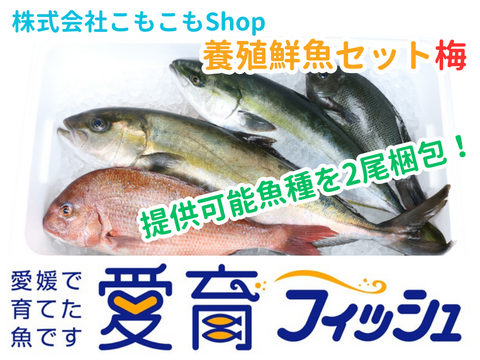 【厳選】朝どれ『養殖鮮魚セット　梅　(2尾入/箱)』神経〆付