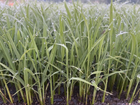天日干し　令和７年度新米（ご家庭用•5kg）