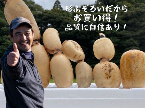 【規格外】秋れんこん2kg  ★シャキ旨直送  たっぷりで家計応援　/ 蓮根 / レンコン
