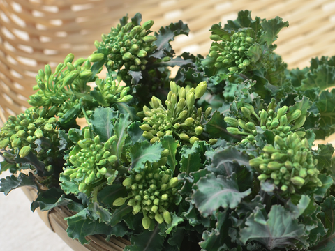 【有機栽培 JAS認証】プチヴェール菜の花 600g＋【機能性表示食品】ソフトケールGABA（500g）（静岡県磐田市産）