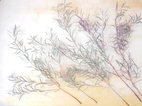 ユーカリ枝物【ニコリ】(50～60㎝/10本)インテリアをおしゃれに！アレンジにも