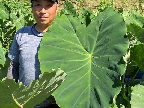 米3kg＆野菜【4～6品】セット