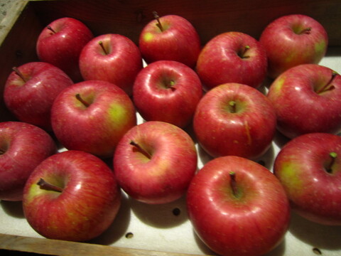 樹上完熟サンふじ 御贈答用には惜しい総重量 約4.5kg前後 青森県 南部地方産 自家りんご農園生産直送品！