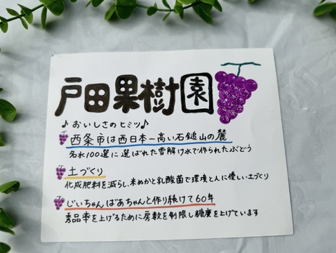 【濃くて甘い糖度16〜18】クイーンベリーA1k 2房