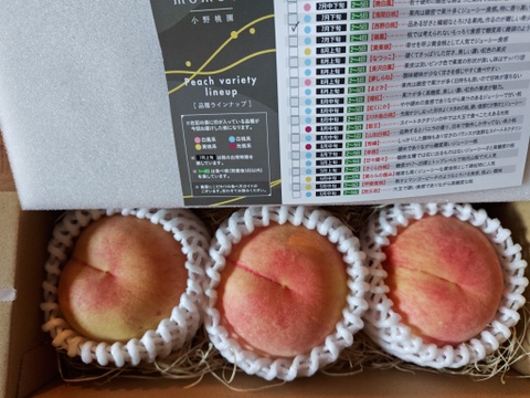 2026年7月下旬🎊全国桃グランプリ3冠小野桃園ブランド🎊作るのが難しすぎて幻となった西野白桃🍑一流レストラン御用達1kgお試し特価ももキャンペーン【朝どれ】グランプリ受賞の実力糖度🍑【夏ギフト】