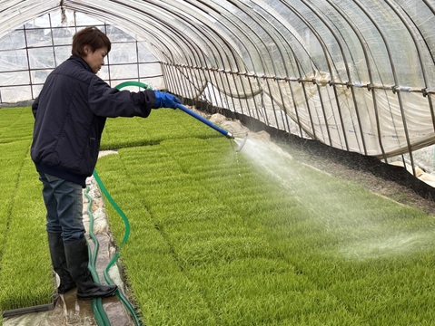 新潟県産純米コシヒカリ【令和7年産 新米🌾】 枝豆の郷から産地直送【お歳暮も承ります】