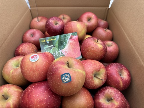 果肉が変色しにくいレア品種　葉とらず“千雪”　加工用　約10キロ　限定販売！