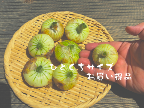 【訳アリ　ミニサイズ】入手困難な固定種早生タマネギ！『貝塚早生』 (1.8kg)