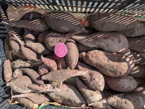 【季節限定】鮮やかな紫色！紫芋（あやむらさき）4.9kg