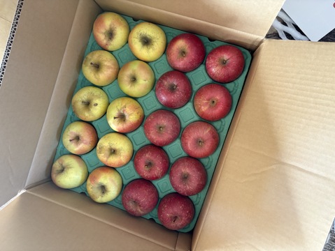 家庭用りんご詰め合わせ10kg