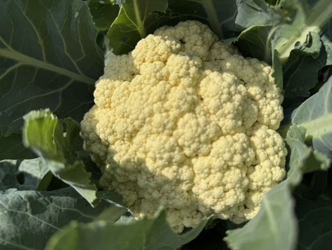 カリフローレ 約2kg 温サラダやポタージュに！