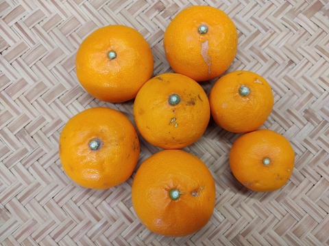ラスト3　柑橘の女王　せとか　家庭用　3キロ