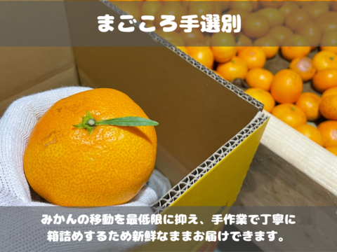 弾ける果汁！ 濃厚！ 有田みかん 3kg 和歌山産