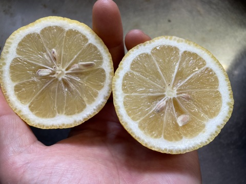 瀬戸内海の島レモン（農薬・除草剤・化学肥料不使用）