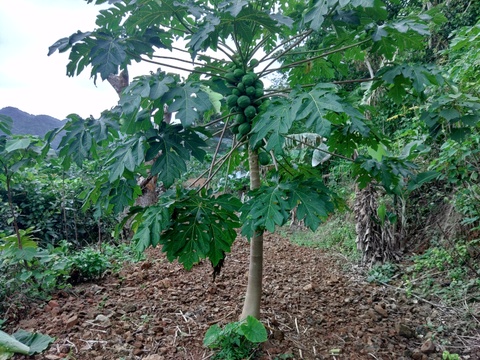 【期間限定】酵素たっぷりヘルシー　青パパイヤ1.5ｋｇ　(2～3個）