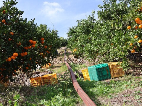 【冬ギフト】農家直送！有田みかん7.5kg≪Sサイズ 秀品≫【平武農園】～蛍飛ぶ町から旬の便り～　和歌山｜有田｜田口｜ギフト｜こだわり　産地直送　お取り寄せ