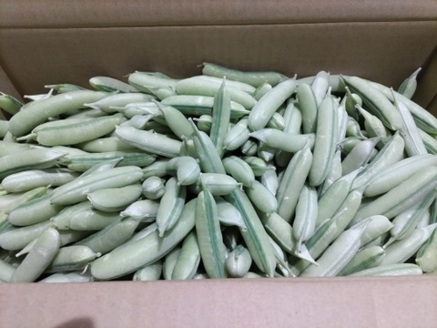 関西の春を告げる味わい　うすいえんどう 2kg
