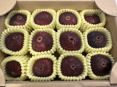 【特別栽培認可の】フワフワとろーり朝採り完熟いちじく(6～12個)贈答用にもご利用下さい！