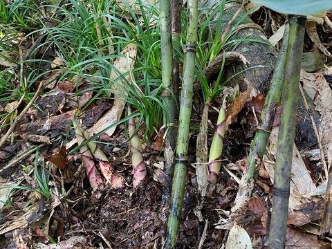 予約販売　山形県産 天然月山筍５００ｇ 一般には流通しにくい柔らかく瑞々しい細竹