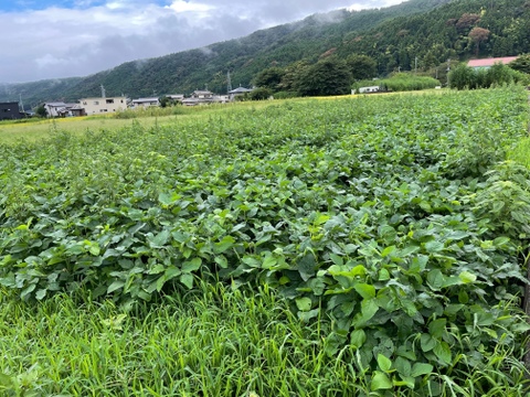 富士山麓、自然栽培(なにも入れない) 野菜たち（10品）+ハト麦味噌（500g）