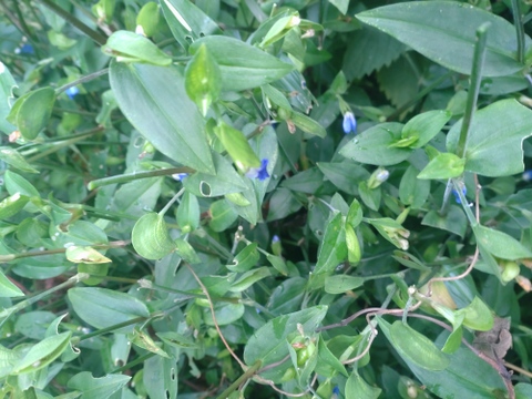 ツユクサ 露草 つゆ草🌿穂先の柔かな部分3cmほどを50本以上🌿アクもなくシャキシャキ食べれます👌☆自然栽培