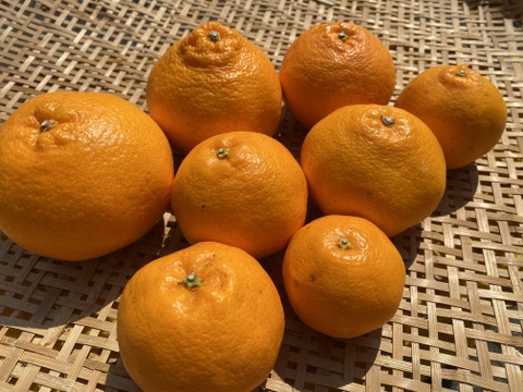 春だよ♪『はるみ』5kg（お得な家庭用）