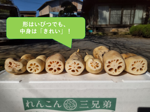 石井食品おまけ付【規格外】夏れんこん2kg  ★冷蔵便でシャキ旨直送  たっぷりで家計応援　/ 蓮根 / レンコン
