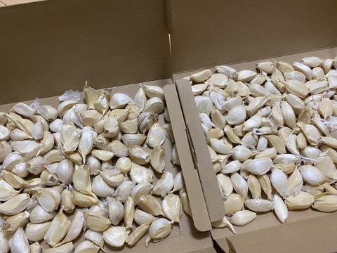 【わけあり品・数量限定】青森県産ホワイト六片種にんにく バラ 1kg(500g×2箱)【小粒のみ】