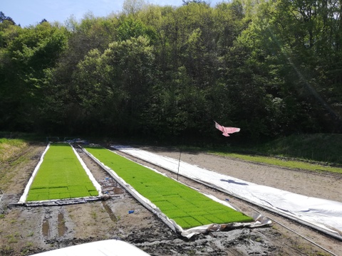 令和7年産　白米5㎏　　　新米予約　品種「つきあかり」