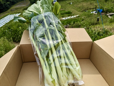 古民家ホテルで使われている奈良県の伝統野菜！『大和真菜』1kg