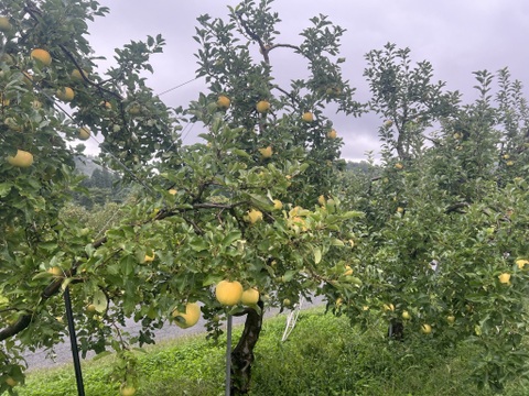 【ときめく甘さ】 トキ 約3kg(8～12個)