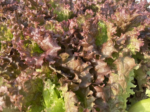 シャキッと新鮮！サニーレタス(ロロロッサ)1kg(500gｘ2p)