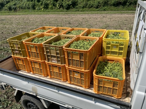 【毎朝収穫中！】枝豆 えだまめ フルーツ枝豆 2kg 秋田県産 横手市産 まるで果物！甘くておいしい 産地直送 農家直送 朝穫れ