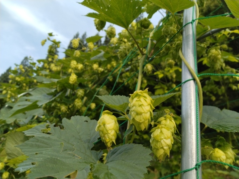 ビールの原料でおなじみのホップをドライにしました！ハーブティーに！