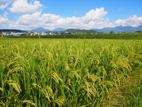 【新米】特別栽培米 モチモチふっくらミルキークイーン 5kg