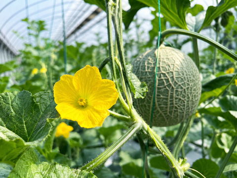 【父の日ギフト】【夏ギフト】【お中元】四万十育ちの完熟アムスメロン（大玉1.5kg程度）【糖度14度以上保証】栽培中農薬不使用